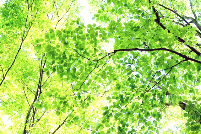 新緑の5月、自然を満喫する季節に